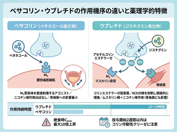 ベサコリン・ウブレチドの作用機序の違い